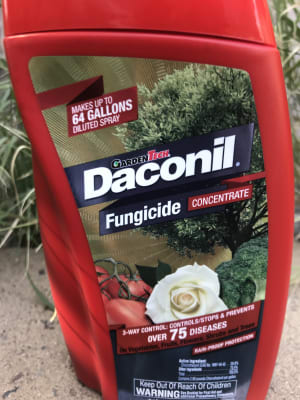 Keep fungal disease out of your garden - Daconil® Fungicide ...