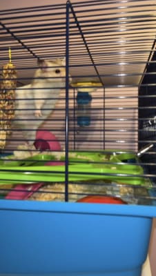 Savic bristol hot sale hamster cage