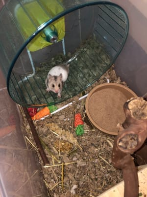Rat wheel sales pets at home