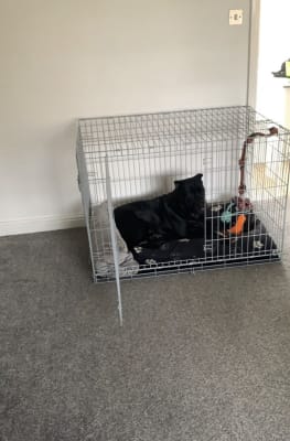 Pets at Home Double Door Dog Crate Grey X Large Pets At Home