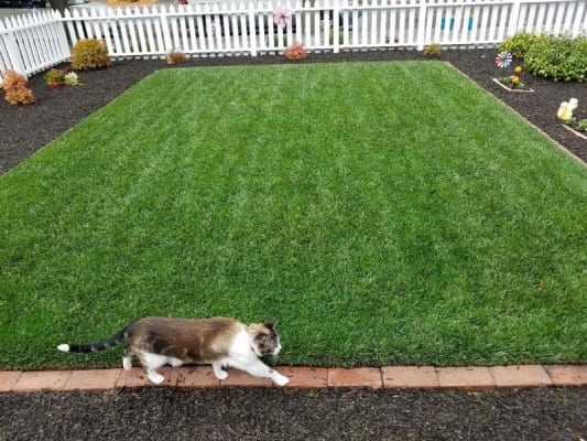 Scotts DiseaseEx Lawn Fungicide, 10 Lbs. | Big Lots