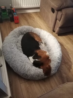 Paws donut sac top dog bed