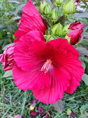 Summerific Candy Crush Hibiscus (Hibiscus 'Candy Crush') in