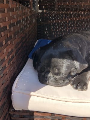 Royal canin pug outlet 7.5