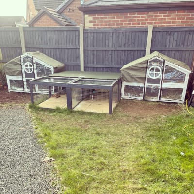 foxglove rabbit hutch