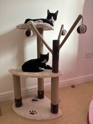 Avery ascent shop cat scratch tower