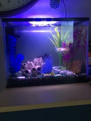 Pets At Home Kids Aquarium With Filter 19 Litre Pets At Home