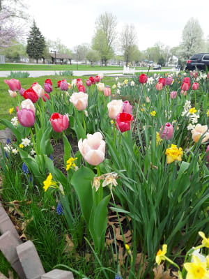 商品画像：Pride Tulip Mixture - Darwin Hybrid | K. van Bourgondien 4