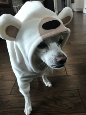 Critter hoodies old clearance navy