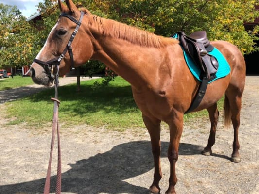 Tour De Cheval élastique Wintec Chafeless – Marron – 52 à 130 Cm – Neuf