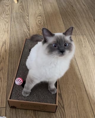 Willows hotsell scratch box