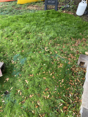 Kentucky 31 store tall fescue