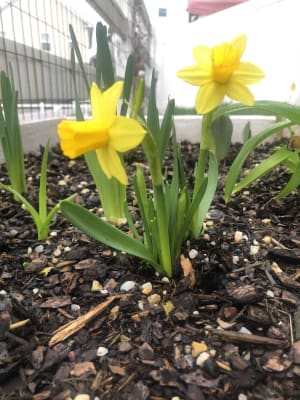 3 Months of Mixed Daffodils | Breck's