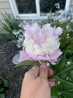 Sorbet Peony Gurney S Seed Nursery Co