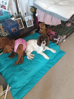 Dog ate sale cooling mat