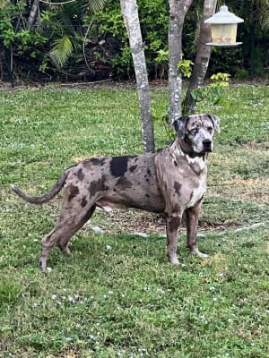 Great Dane Baby Catahoula Leopard Dog Catahoula Leopard Dog Great