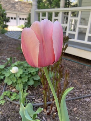 TJYXGS 5Pcs Tulip Bulbs Unique Pink Flower Home Decoration Perennial Hardy Ornamental Flower Bulbs for Garden Balcony Planting