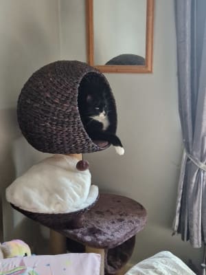 Cat high shop sleeper
