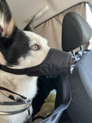 Dog muzzles at pets at sale home