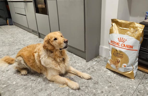 Royal Canin Golden Retriever Dry Adult Dog Food 12kg Pets At Home
