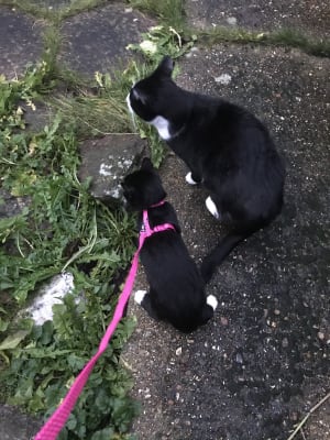 Pets at sales home kitten harness