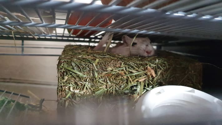 Pets at home hay hot sale rack