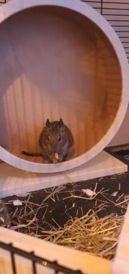 Rat wheel pets at home online