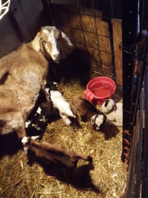 Goat-Milk Kidware - Don't bother with the rest . . . These are the