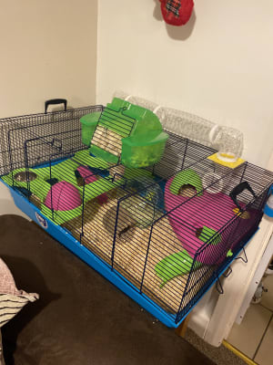 Pets at shop home hamster heaven