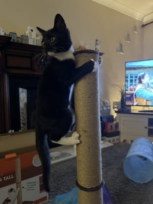 Pets at Home Thompson Tall Cat Scratch Post Pets At Home