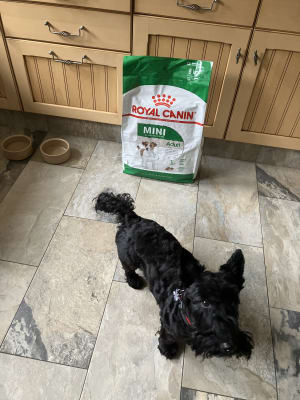 Royal Canin Mini Breed Dry Adult Dog Food Pets At Home
