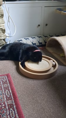 Willows best sale cat products