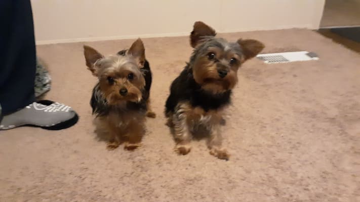 cesar millan training pads