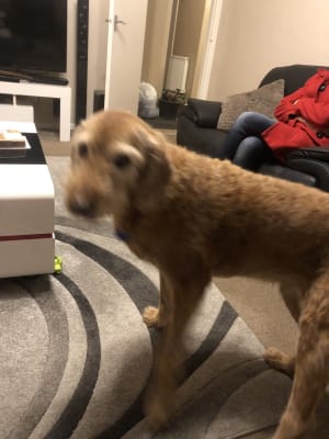 Hills kd dog food sales