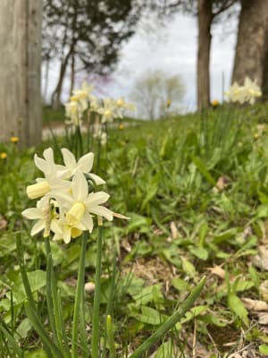 Multi-Flowering Dwarf Daffodil Toto | Shop K. van Bourgondien Multi-Flowering Dwarf Daffodil Toto | Shop K. van Bourgondien