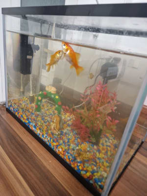 Pets at home kids fish sale tank