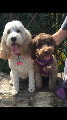 Cockapoo pets at home top