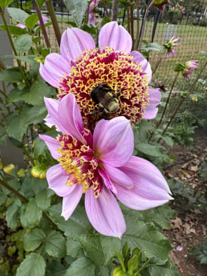 Powder-Puff Dahlia Mixture  K. van Bourgondien Wholesale