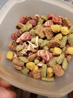 Kibbles and bits bistro review top
