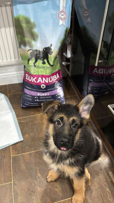 Petco eukanuba best sale large breed puppy