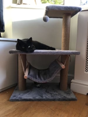 pets at home cat stand