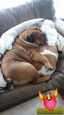 Royal Canin Bulldog Dry Adult Dog Food 12kg Pets At Home