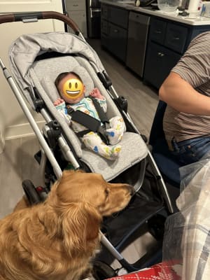 UPPAbaby Infant SnugSeat