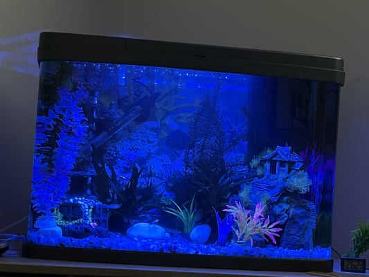 Love Fish Panorama Tank 64 Litre Pets At Home
