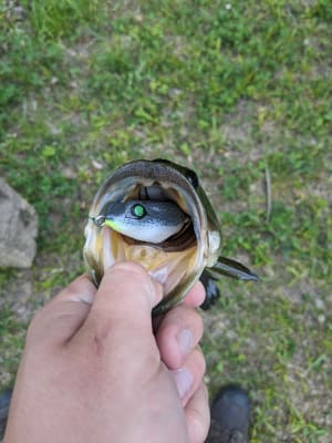 Bass Fishing PRIVATE POND w/ Mini Frogs - Googan Squad Mini Filthy