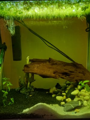 Aquarium gravel best sale pets at home