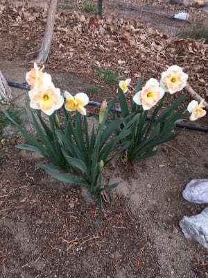 Download Pink Wonder Ruffled Daffodils Breck S