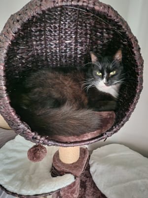 Hillary high deals sleeper cat post