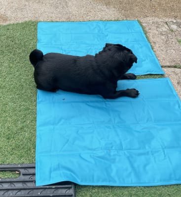 Dog ate deals cooling mat