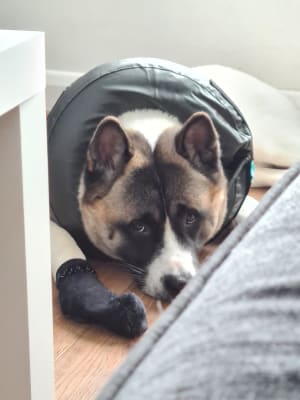 Pets at home blow up collar clearance
